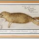 Small poster about the seal, based on an old engraving from 1610.