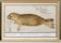 Petite affiche sur le phoque, d’après une gravure ancienne de 1610.