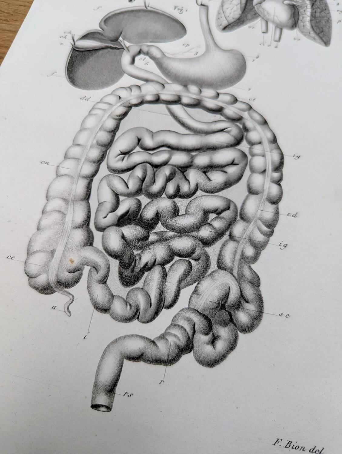 Printed in 1851, Digestive system, heart and lungs.