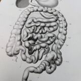 Printed in 1851, Digestive system, heart and lungs.