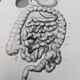 Printed in 1851, Digestive system, heart and lungs.