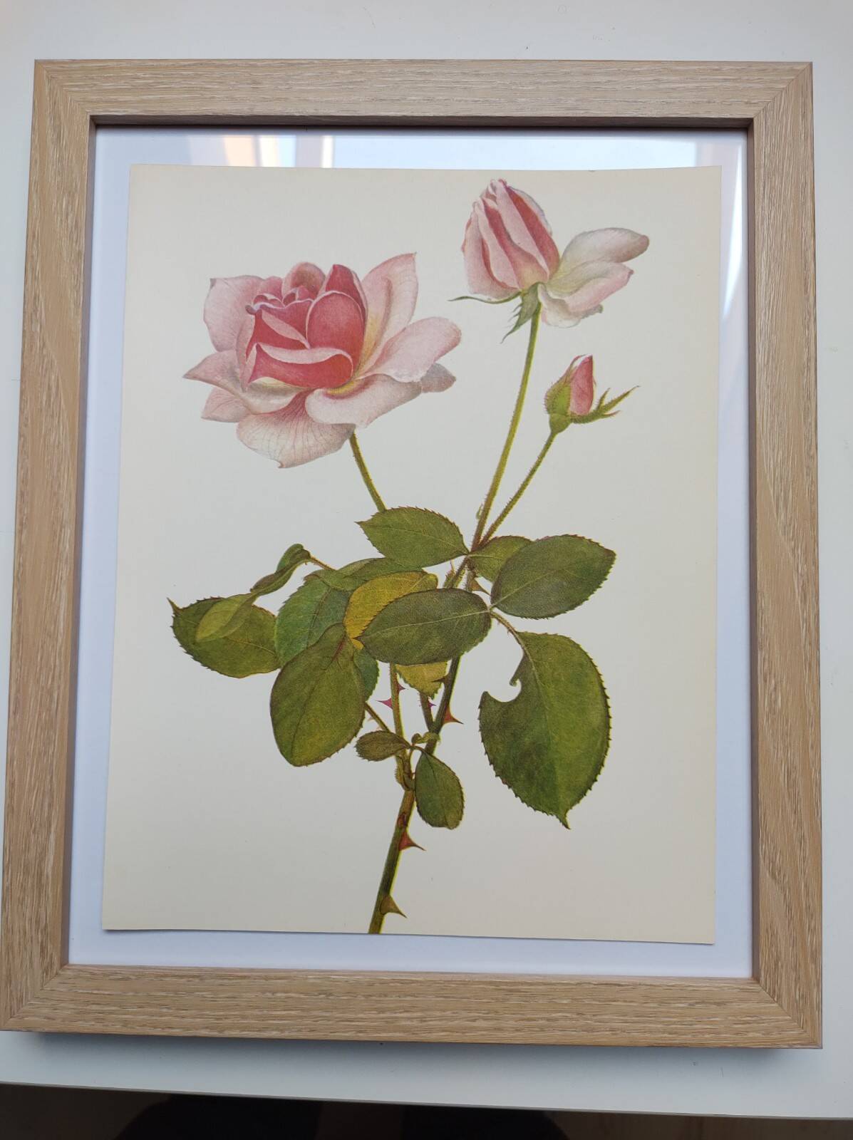 Botanical plate from 1968 Madame Caroline Testout - Vintage flower and rose illustration