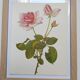 Botanical plate from 1968 Madame Caroline Testout - Vintage flower and rose illustration