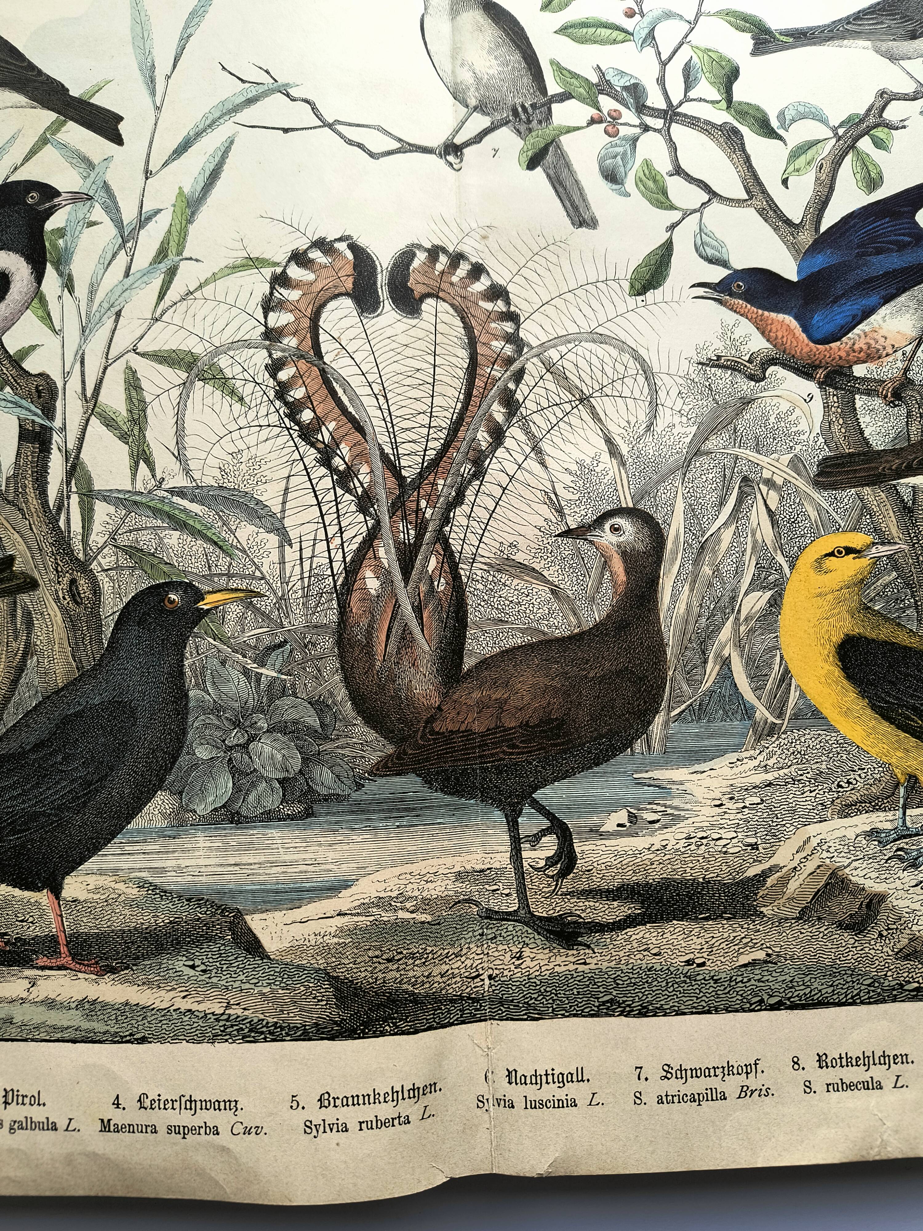 Old engraving from 1886 - Nightingale and birds - Vintage nature lithograph