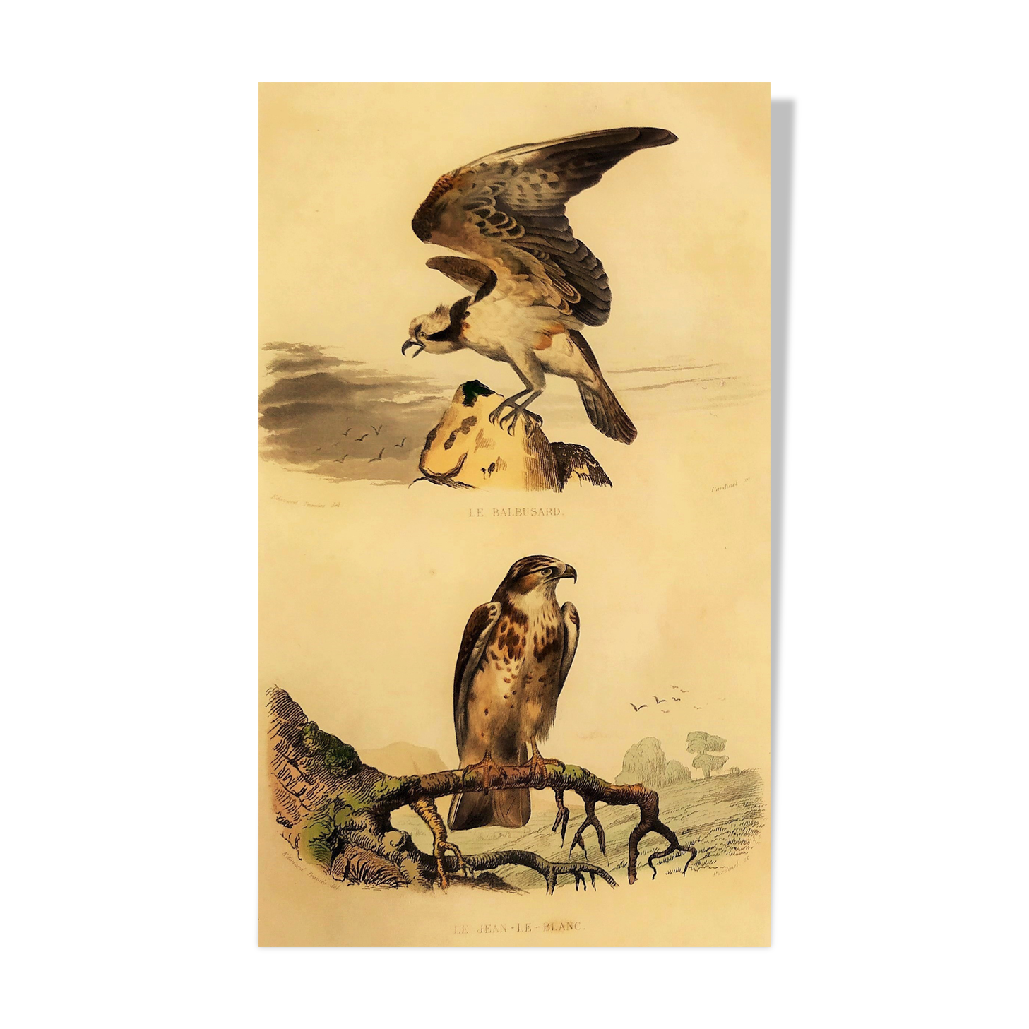 Ornithological board "Le Balbusard - Le Jean-le-Blanc" Buffon 1838