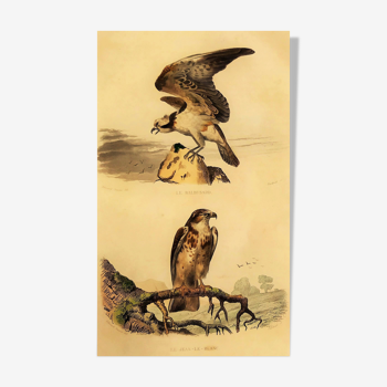 Ornithological board "Le Balbusard - Le Jean-le-Blanc" Buffon 1838