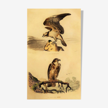 Planche ornithologique " Le Balbusard & Le Jean-le-Blanc " Buffon 1838