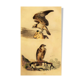Planche ornithologique " Le Balbusard & Le Jean-le-Blanc " Buffon 1838