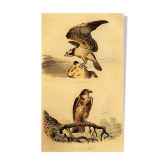 Planche ornithologique " Le Balbusard & Le Jean-le-Blanc " Buffon 1838