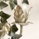 Pair of ivy wall lights