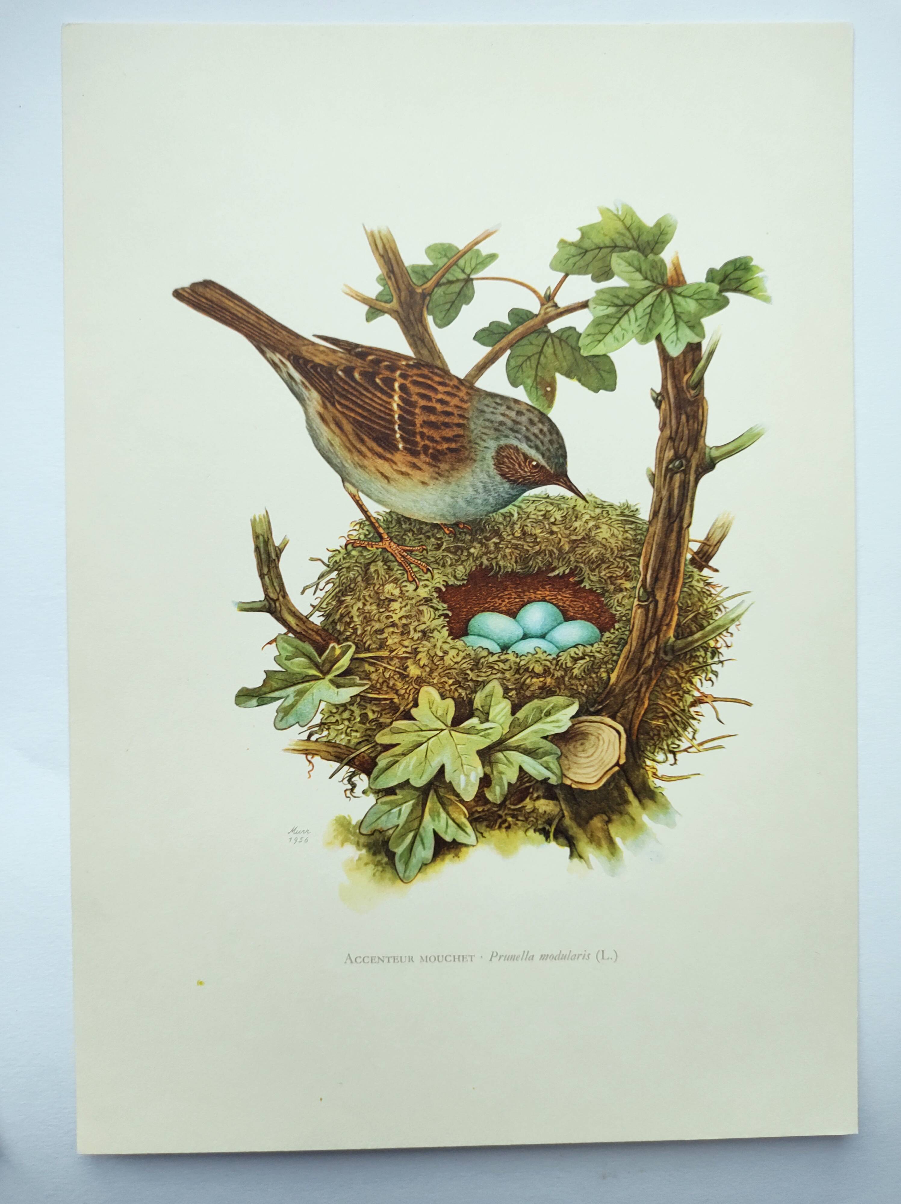 Old bird board 1960s - Mouchet accent - Zoological and ornithological illustration