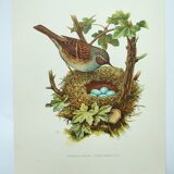 Old bird board 1960s - Mouchet accent - Zoological and ornithological illustration