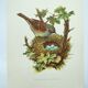Planche oiseaux années 1960 - Accenteur Mouchet - Illustration zoologique et ornithologique