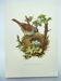Old bird board 1960s - Mouchet accent - Zoological and ornithological illustration