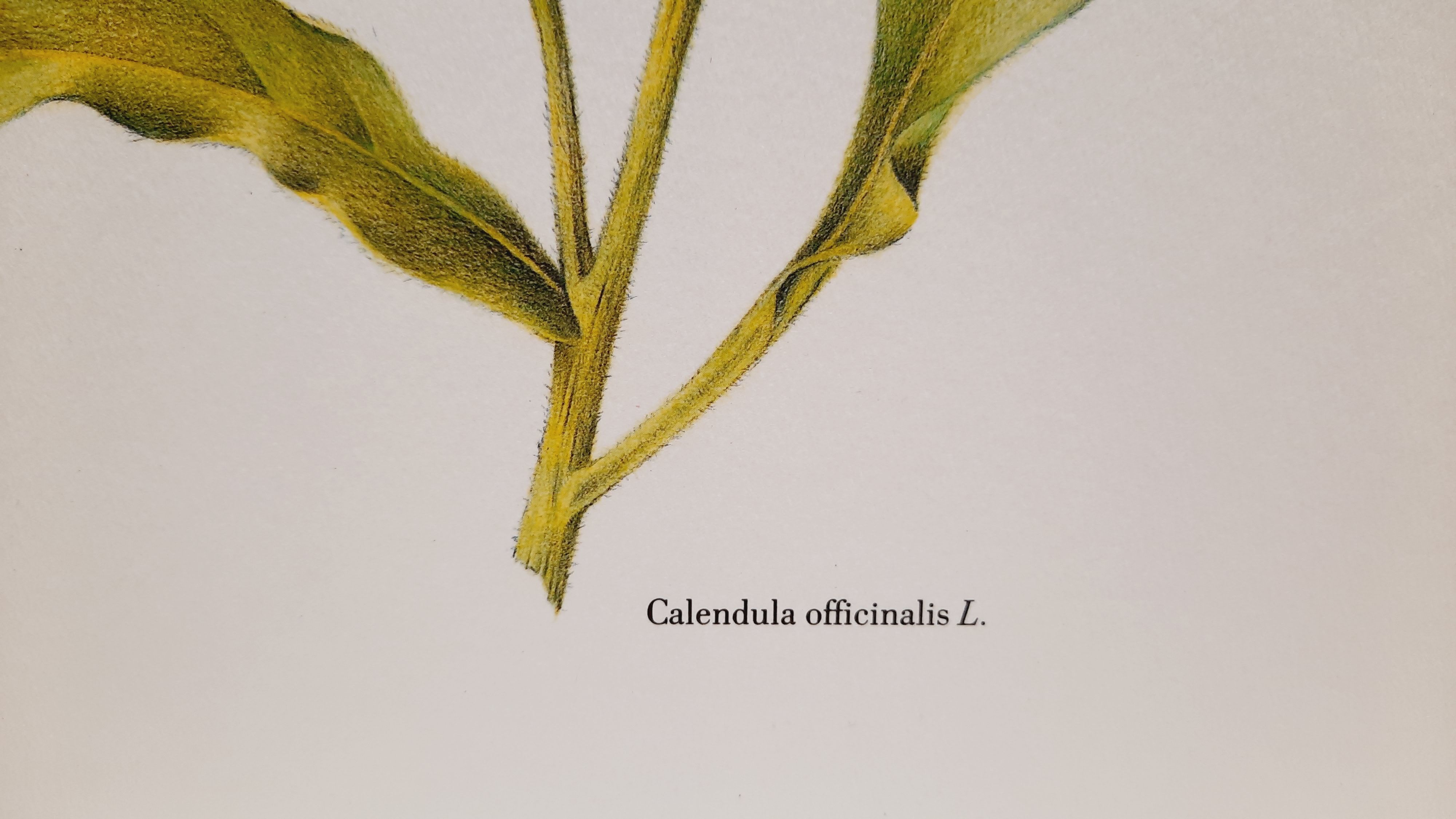 Botanical board Aloes