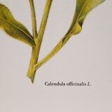 Botanical board Aloes