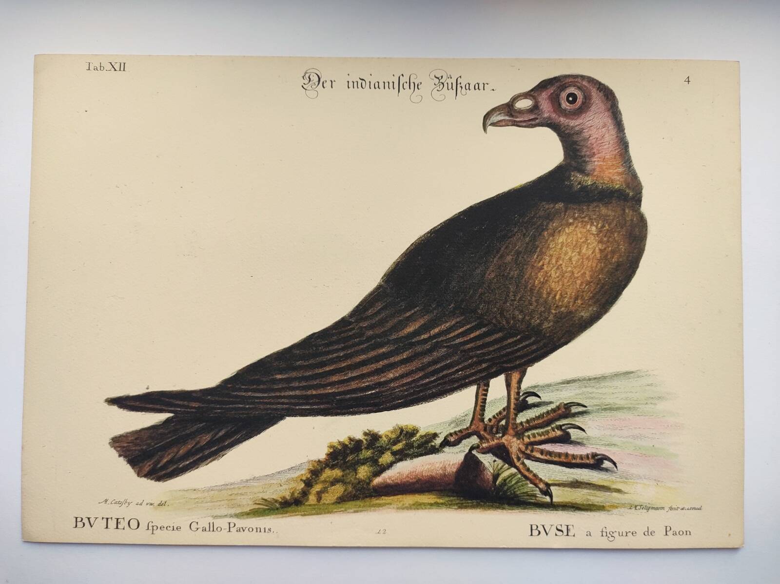 Old bird engraving - Hawk with peacock figure - Zoological plate by Seligmann & Catesby