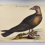Old bird engraving - Hawk with peacock figure - Zoological plate by Seligmann & Catesby