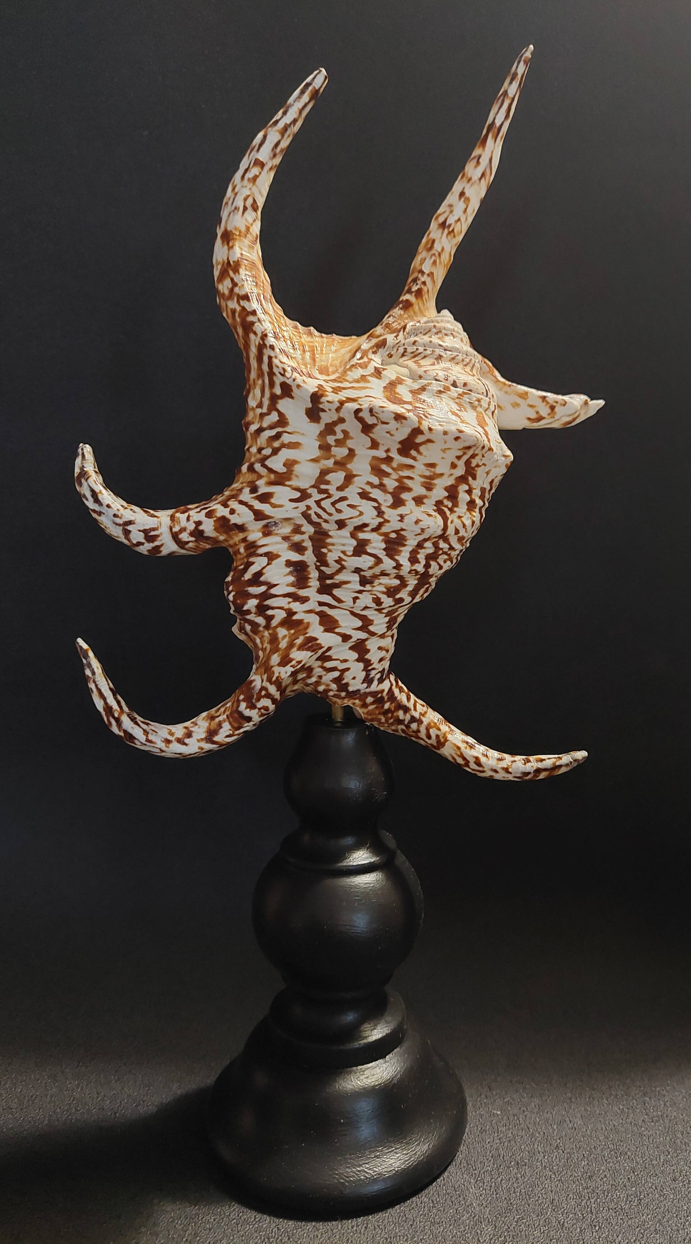 Cabinet of Curiosities with a harpago chiragra shell on a base.