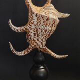 Cabinet of Curiosities with a harpago chiragra shell on a base.