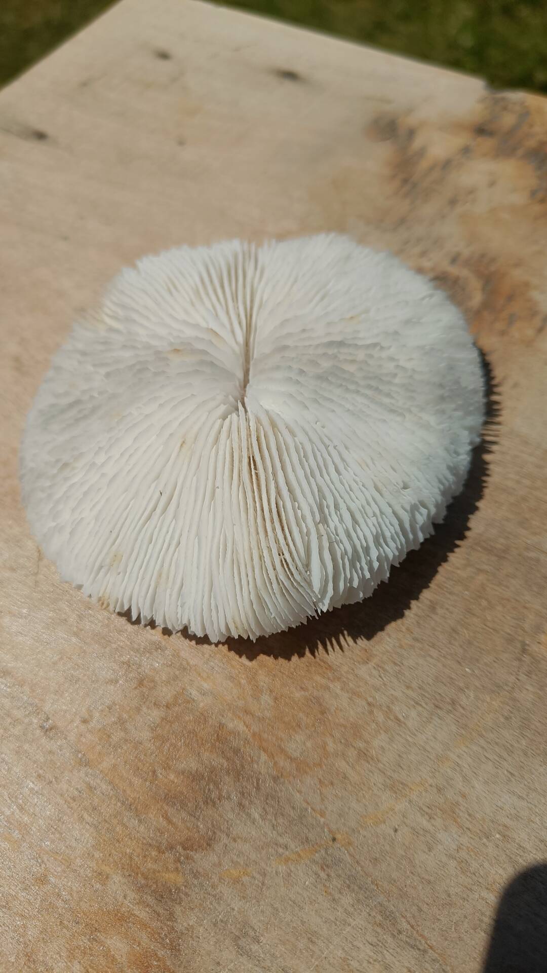 Natural round coral