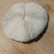Natural round coral