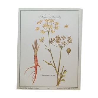Planche botanique Panais urticant
