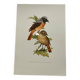 Bird board 1960s - White-fronted Redstart - Zoological and ornithological wine illustration