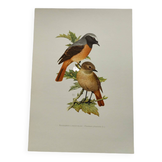 Bird board 1960s - White-fronted Redstart - Zoological and ornithological wine illustration