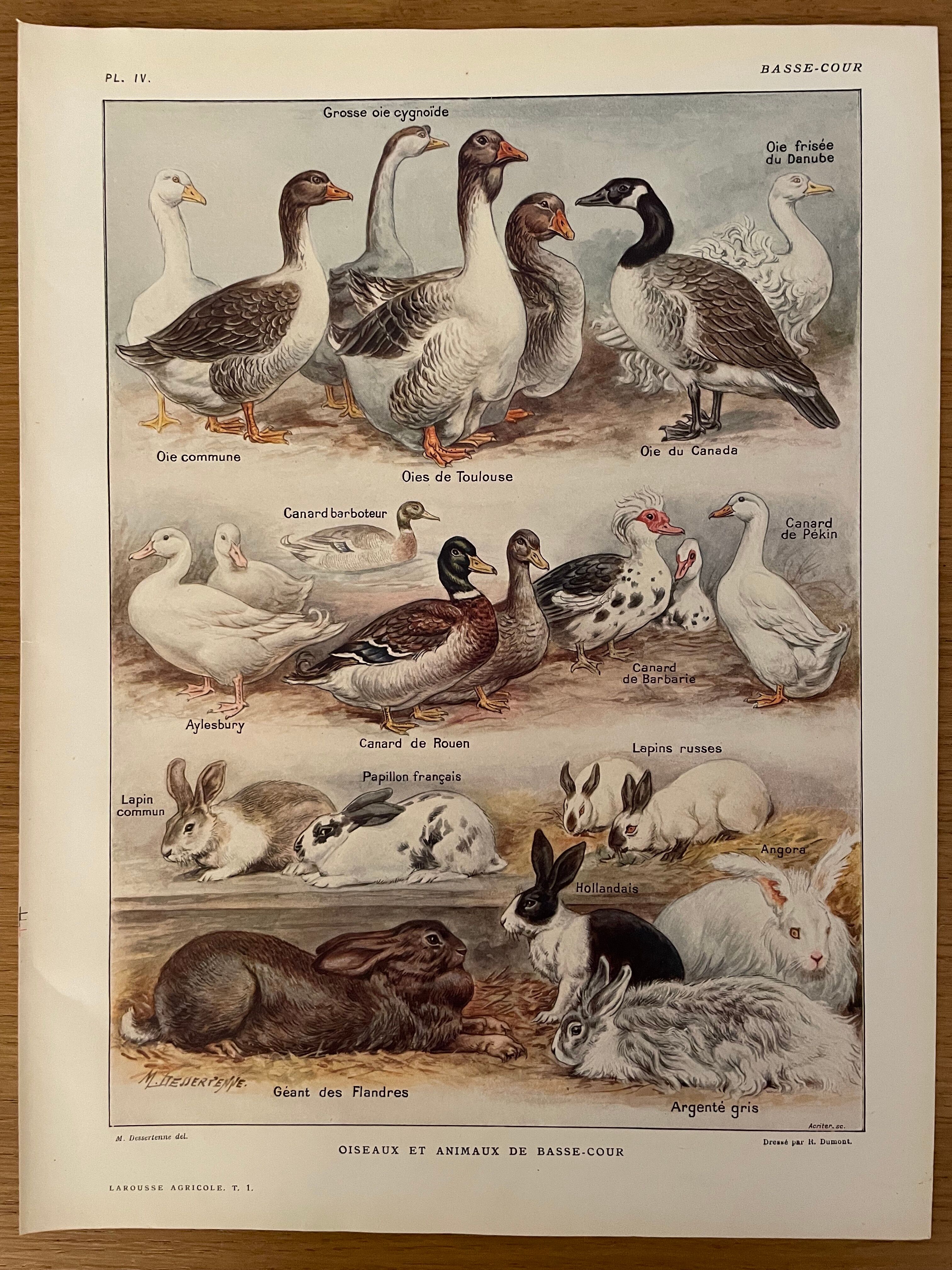 Lithograph on backyard birds from 1921 (IV)