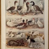 Lithograph on backyard birds from 1921 (IV)