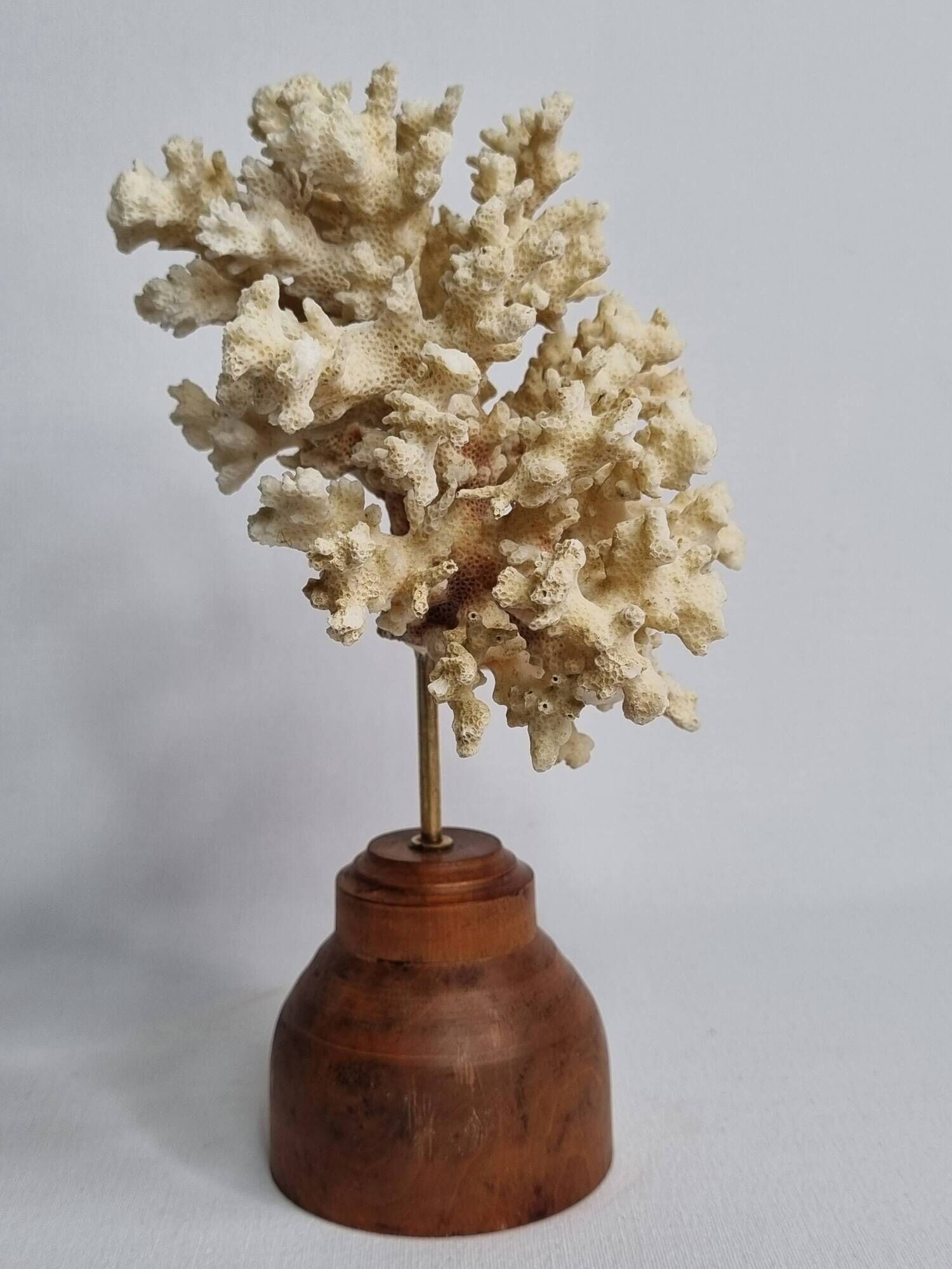 Old white coral on wooden base, branched, 20 cm
