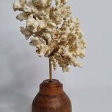 Old white coral on wooden base, branched, 20 cm