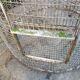 Old wrought iron aviary