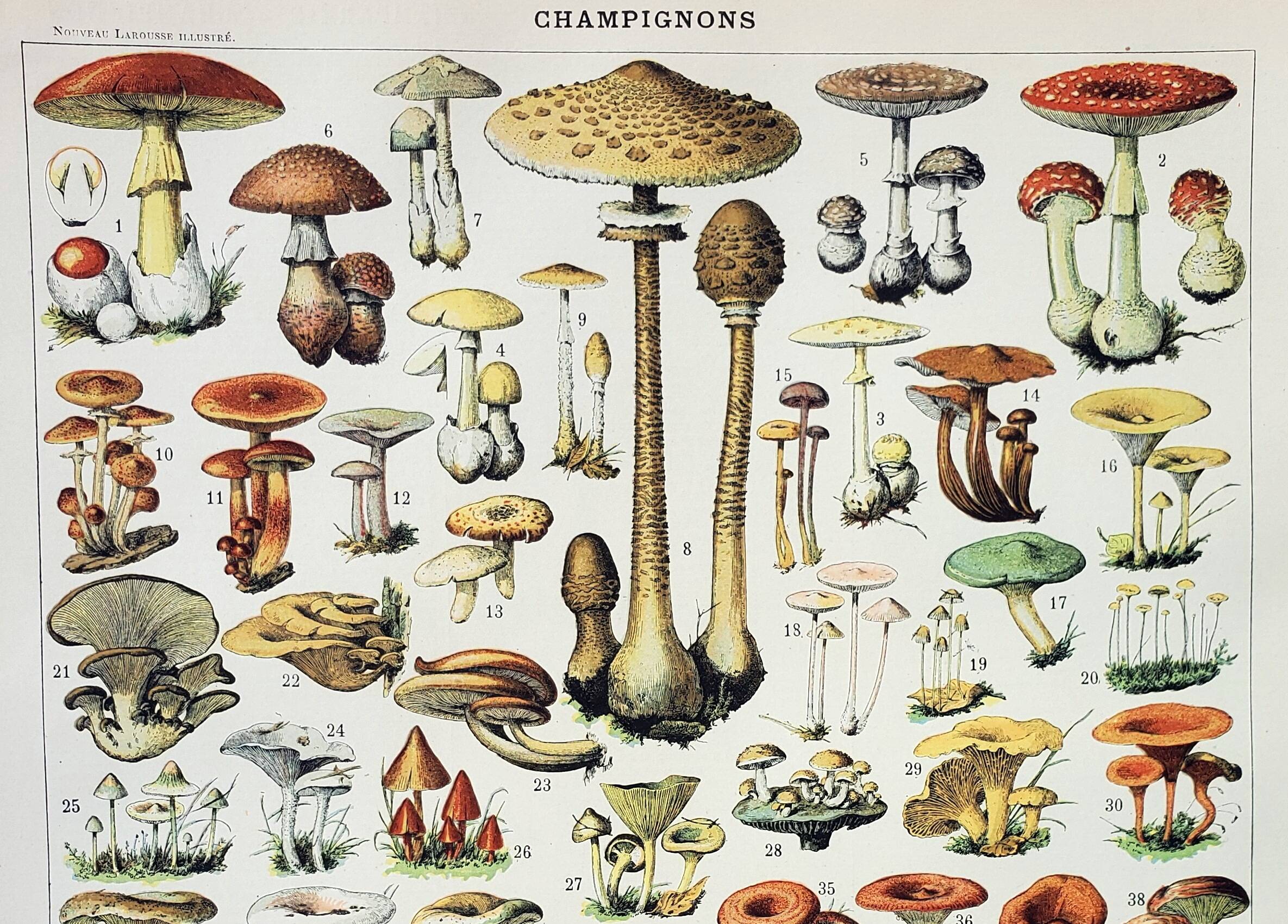 Old engraving 1898, Mushrooms 1, picking • Lithograph, Original plate