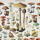 Old engraving 1898, Mushrooms 1, picking • Lithograph, Original plate