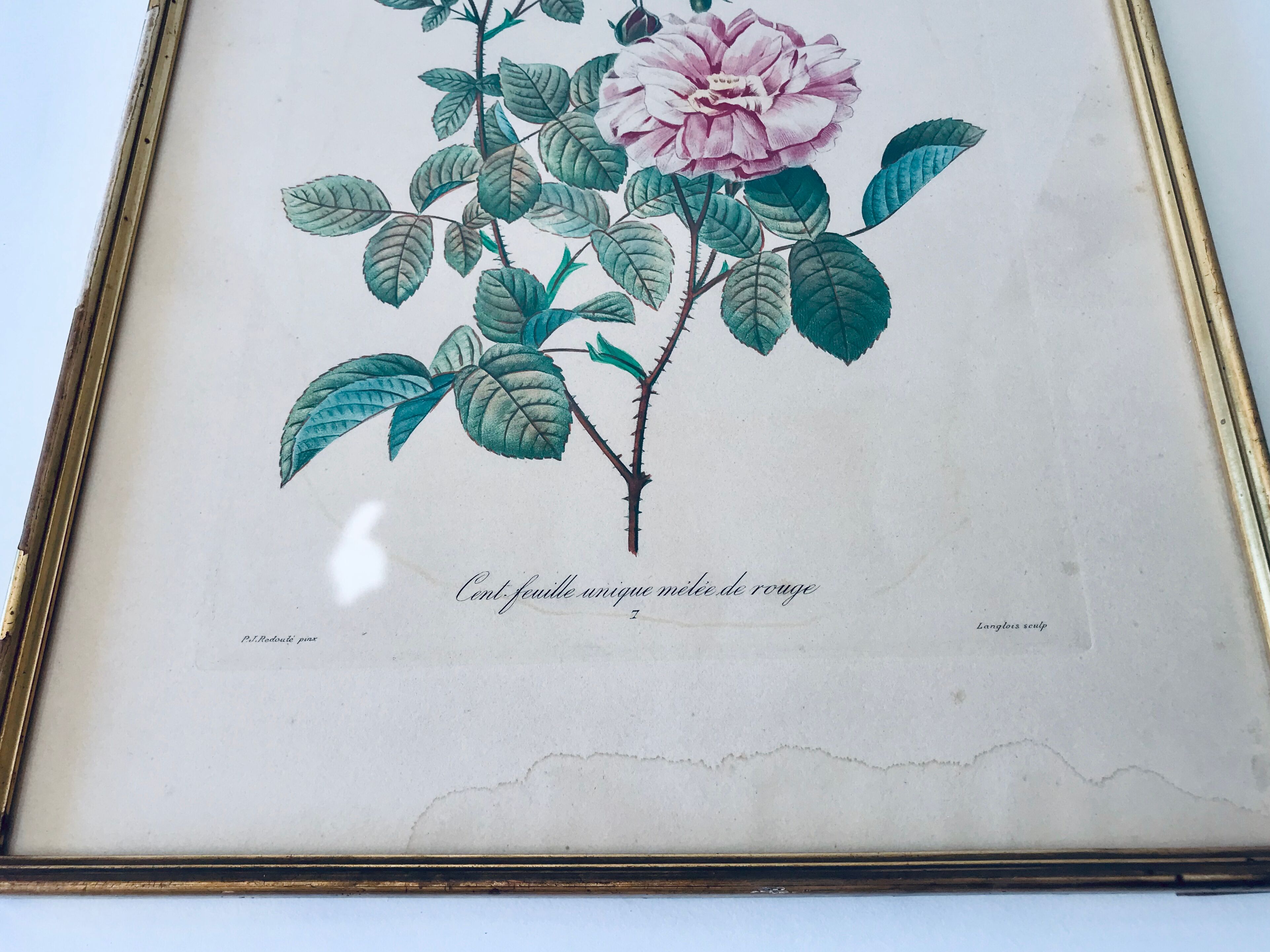 Gravure Redouté ancienne encadrée