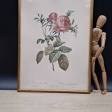 Botanical lithograph Hundred-leaf rose bush PJ Redouté
