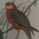 Cadre lithographie Platycercus Icterotis de J Gould & H C Richter