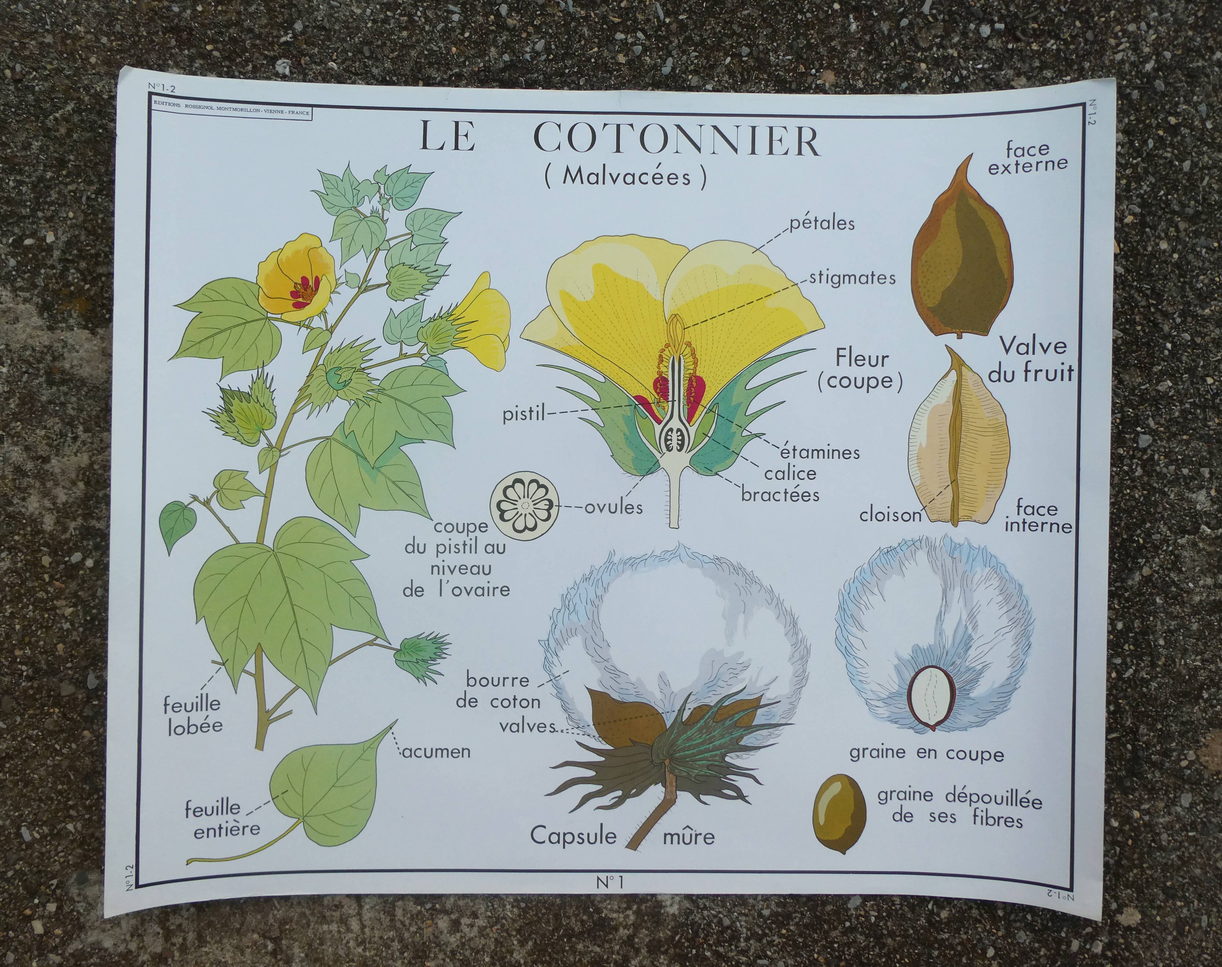 Rossignol educational poster "The cotton and the mango tree" vintage.