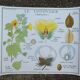 Rossignol educational poster "The cotton and the mango tree" vintage.