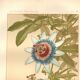 Botanical engraving from 1889 - Passion flower - old plate