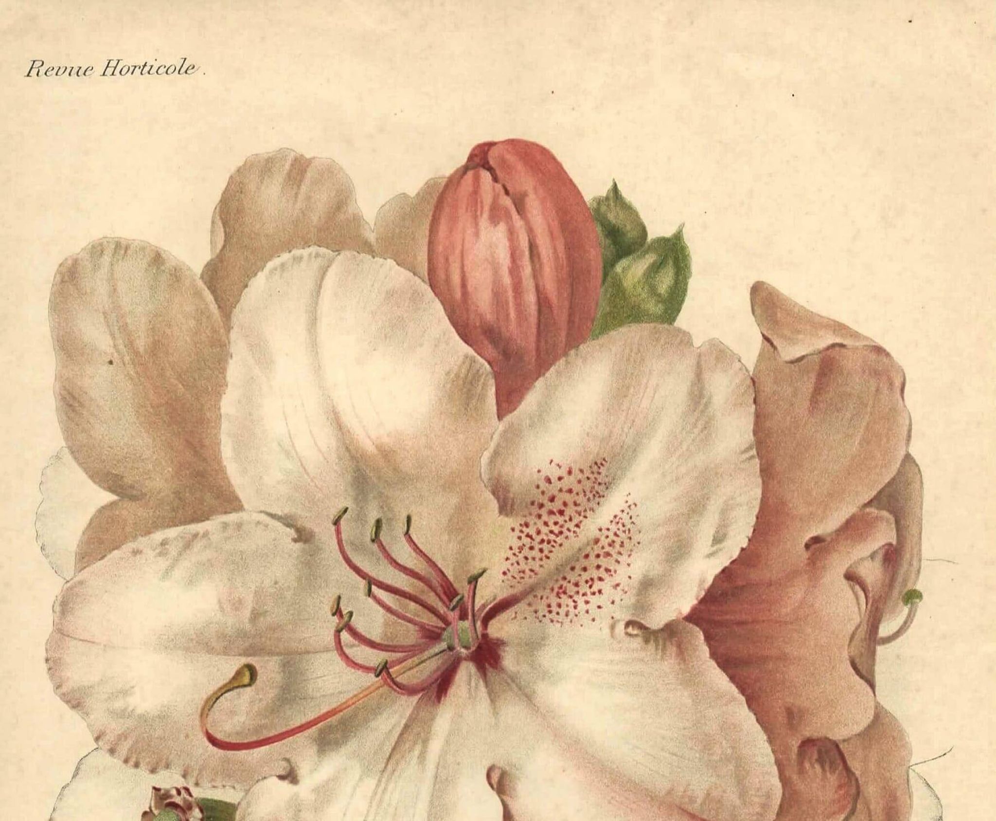 Botanical Print from 1896 by AL Clement, pina • Rhododendron X Halopeanum. • Old lithograph