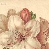 Botanical Print from 1896 by AL Clement, pina • Rhododendron X Halopeanum. • Old lithograph