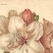 Botanical Print from 1896 by AL Clement, pina • Rhododendron X Halopeanum. • Old lithograph