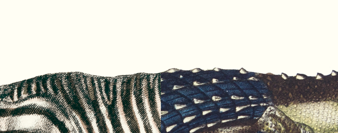 Chimera lithograph animal engraving, the zebrodile