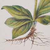 Planche botanique Arnica