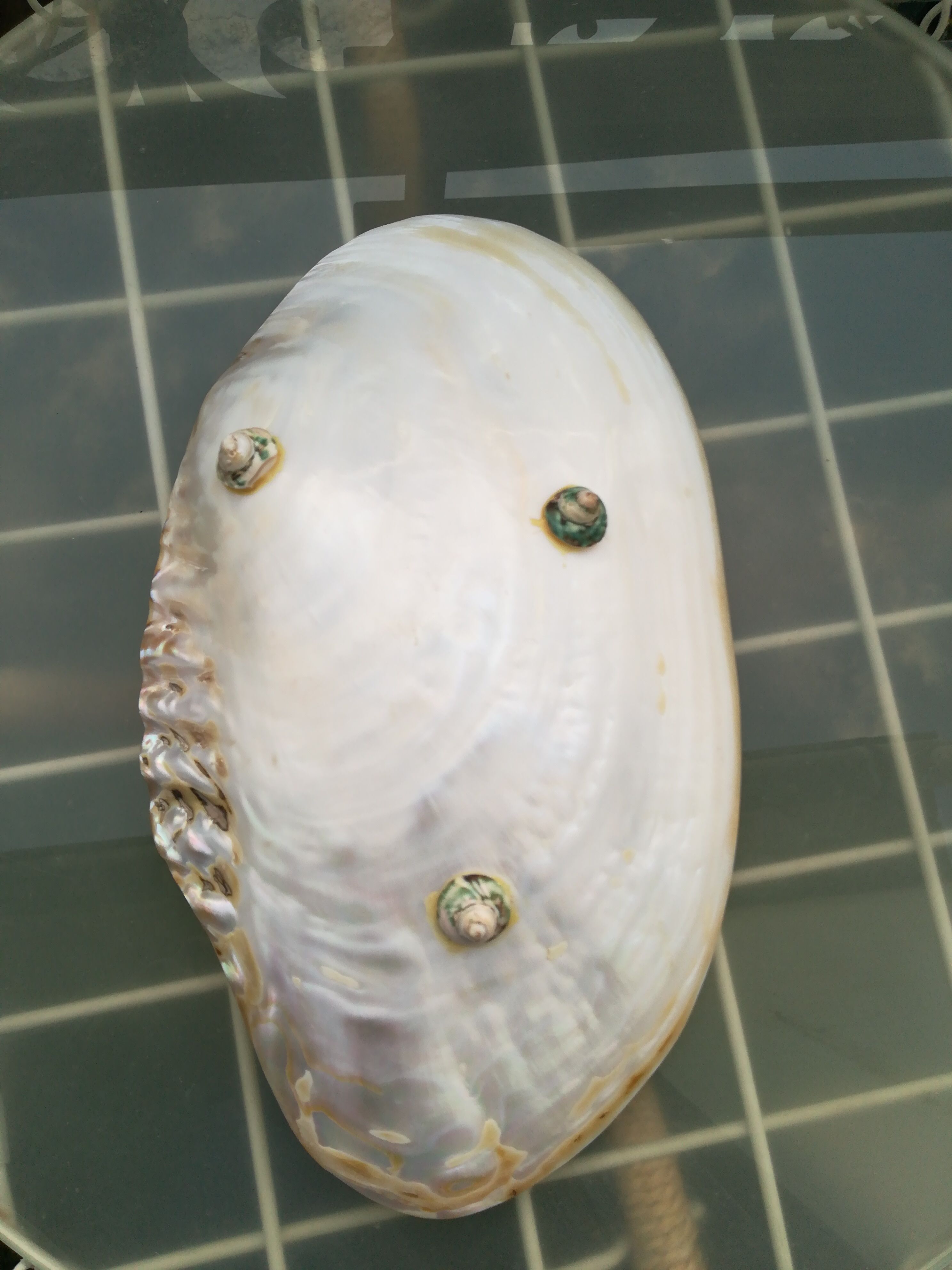 Cupelle mother-of-pearl