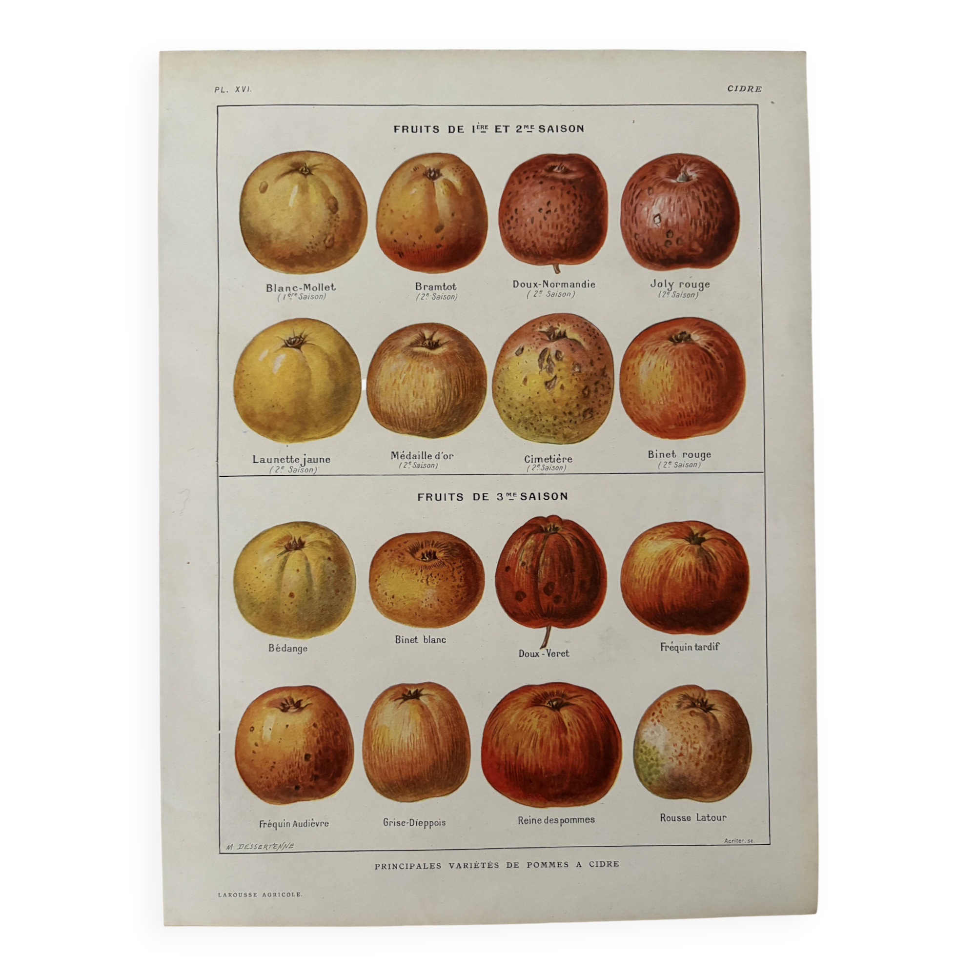 Old illustrated board on cider apples (1920)