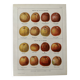 Old illustrated board on cider apples (1920)